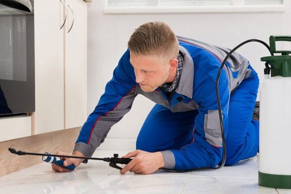 Emergency pest control Surrey