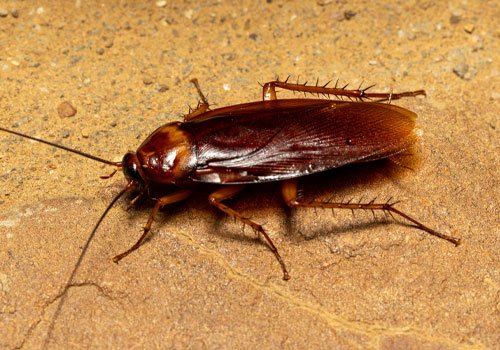 Cockroach control Surrey