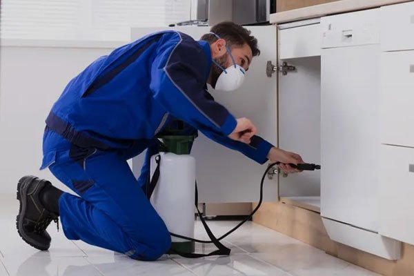 Woodworm control London