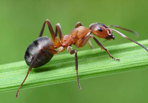 Ant exterminator Surrey
