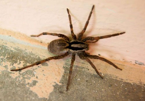 Spider exterminator Manchester