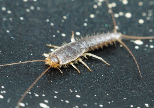 Flying insect pest control London