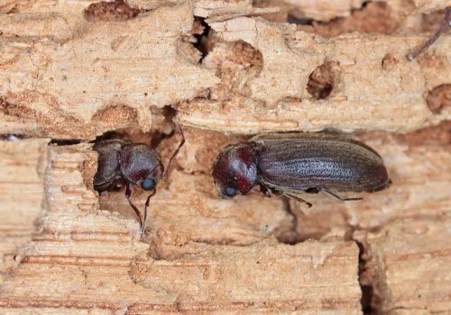 Cockroach control near me